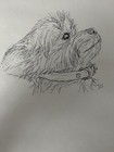 Custom Pet Portrait - Personalized Hand Drawn In Ink  Pencil  Soft Oil Pastel 