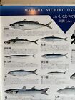 Japanese Fish  seafood  Poster -  aomono  Fish Chart - Silver-skinned Fish 