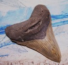 Megalodon Shark Tooth 4 3 8  Sharks Teeth Huge Jaw Fossil Real Megladon Serrated