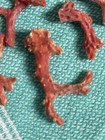 Raw Unpolished Natural Red Coral Branches Specimen Craft Inlay Lot