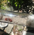 Pogonomyrmex Badius Florida Harvester Ant Queen With Brood