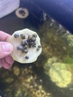 Live Freshwater Aquarium Mystery Snails - Mixed Colors  Assorted Sizes 
