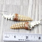 Rattlesnake Rattle Plus Vertebrae Earrings   6459  Mountain Man Earrings
