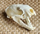 Real Mink Skull  Taxidermy Animal Specimen  Wild Iowa Mink Decoration new  N103
