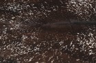 New Cowhide Rugs Area Cow Skin Leather 17 71 Sq feet  51 x50   Cow Hide U-1366
