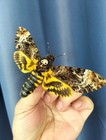  in U s  Real Death s Head Hawk Moth Acherontia L White Skull   Spread Wings