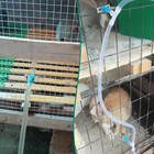 Automatic Rabbit Watering System Kit Include 10 Nipple Drinker Feeders 5 16     