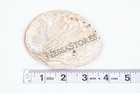 Midae Abalone Sea Shell One Side Polished Beach Craft 3  - 4   3 Pcs   jc-154