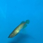 Golden Jardini Arowana 4 