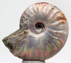 Ammonite Fossil Natural Rainbow Iridescent Opalized Ammolite Madagascar