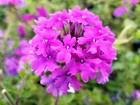 Live Homestead Purple Verbena Canadensis Plant -  pint Pot  - Perennial