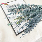 Eucalyptus For Shower 10 Pcs Hanging Dried Eucalyptu Stems 17  Real Eucalyptus B
