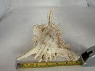 Spiny Murex Muricidae Seashell Specimen White Collectible Approx 6 In