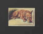 Irish Terrier - Custom Matted - Dog Art Print - Lucy Dawson New