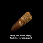 Spinosaurus Tooth Display