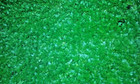 Staurogyne Repens - Freshwater Aquatic Aquarium Plants