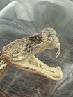 Vintage Taxidermy Western Diamondback Rattlesnake Rattle Snake Head Display 5 