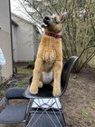 German Shepherd Plush Stuffed Animal Life Size  32  