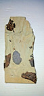 Eocene Multi Leaf Fossil Green River Formation 