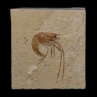 1 7  Fossil Shrimp Carpopenaeus Cretaceous Age 100 Mil Yrs Old Lebanon Coa