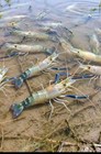 12 Live Giant River Shrimp 2 5in Freshwater Prawns Macrobrachium Rosenbergii