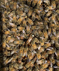 Live Carniolan Caucasian Italian Hybrid Honey Bee Queen Marked Laying Ships 9 14