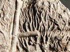 Two  430 Million Year Old  Crinoid Fossils Or Sea Lily Fossils Morocco 646gr