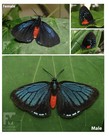 Atala Caterpillars  Atala Butterfly  Live Caterpillar  Live Insect 