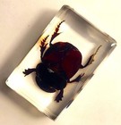 44mm Real Dung Beetle In Crystal Clear Lucite Resin Science Education Specimen
