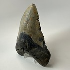Megalodon Shark Tooth 5 74 Inch - Massive - Natural Fossil - Authentic 19497
