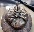 Trilobite Spiny Drotops Armatus Custom   Samurai   Fighter Trilobite 17cm Ooak
