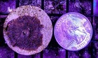 Wysiwyg Red Blue Dot Superman Mushroom Coral - Live Coral Frag - Free Shipping