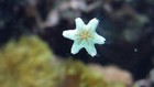 10  Live Asterina Starfish Harlequin Shrimp Food Clean Up Crew Saltwater Reef