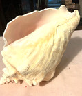 Large Conch Shell From The Phillipines 9 5 