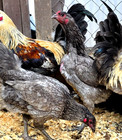 Lotx6 Eggs Npip Belgian Liege F Chicken Hatching Eggs Show Quality 