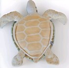 Melissa   Doug Sea Turtle Realistic Large 30  Stuffed Animal Plush  2127