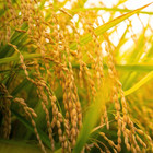Yukihikari Rice Plant Seeds   Japanese   Brown Rice      Short Grain   Garden