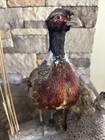 2 Pheasant Taxidermy Mount On Wood Base  vintage  Bird Mount