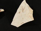 Palm Or Cycad Flower Or Bloom Fossil From Fossil Lake Wyoming 572gr