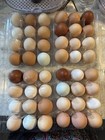 12 Fertile Hatching Eggs