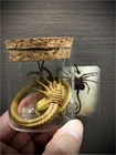 Alien Xenomorph Facehugger Customized Handmade Painted Resin Model Statue