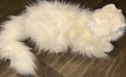 Vtg Ty Beanie Babies Classic Sugar The White Persian Cat Fluffy Blue Ribbon 12   