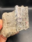 Large Baculite Ammonite Fossil South Dakota Natural Red Flash Display Specimen