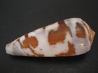 Breathtaking   conus Gubernator 66 1mm mauritius Seashell