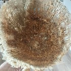 Natural Dried Sea Sponge Nautical Coastal Home Decor
