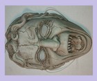 Bbc Doctor Who Weeping Angel Mask W strap  Adult Size  blink And Your Dead   6sh