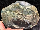 Rare Petrified Wood Agatized Conifer Limb Cast  Tom Miner Basin  Mt 8 75   x6 25   