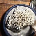 Cushion Coral cladocora Caespitosa  171mm X 127mm mediterranean  Beautiful Piece