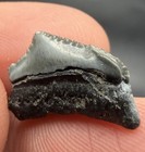 Baby Megalodon Shark Tooth Rare Juvenile Tooth 0 66    Swfl