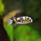 Amazon Puffer 0 5   1    Live Fish     Rare Freshwater Puffer Active Aquarium Fish 